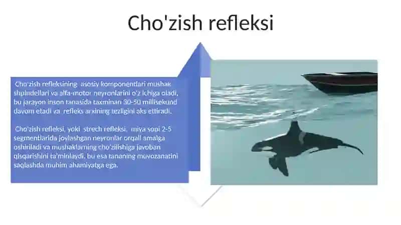 Orqa miya reflekslari 4