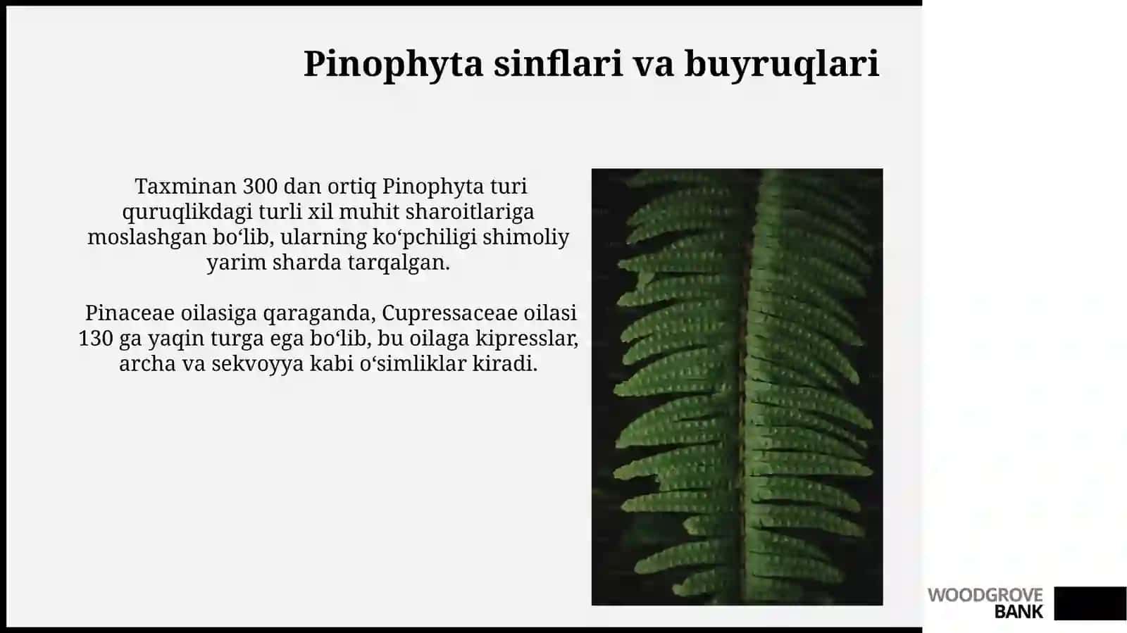 Qarag'aytoifa(ochiq urug'li) (Pinophyta, Gymnospermae) o'simliklar bo'limi evolyutsiyasi 4