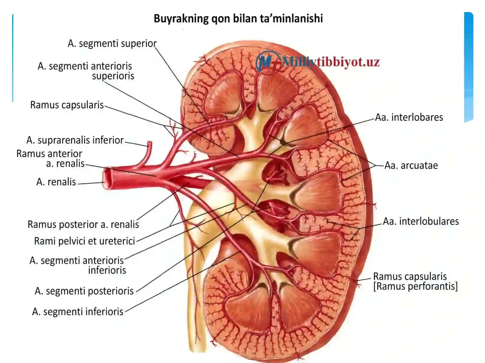 Buyrak vasiydi koy'llari anatomiyasi va fiziologiyasi 4
