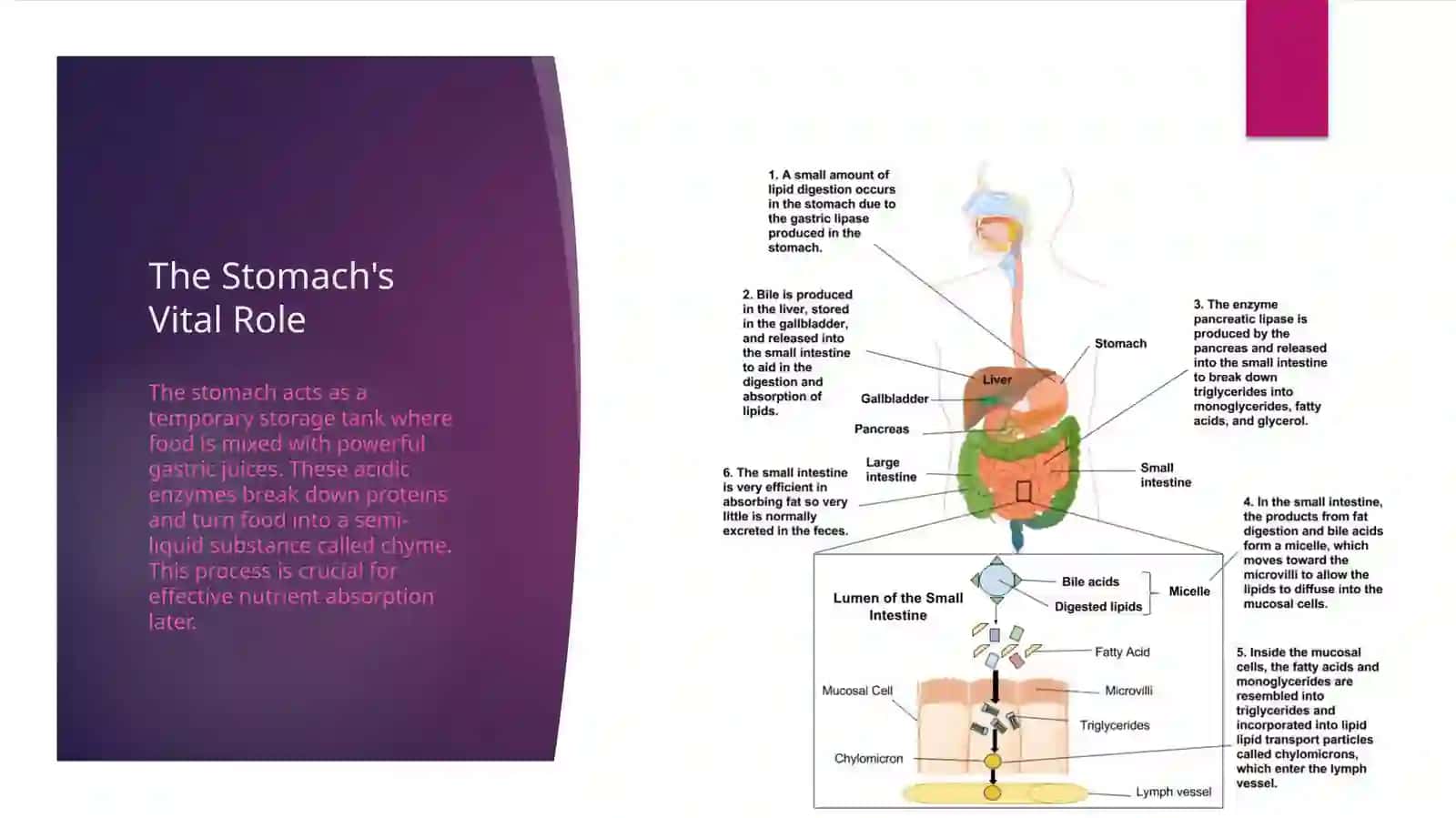 The Human Digestive System 4