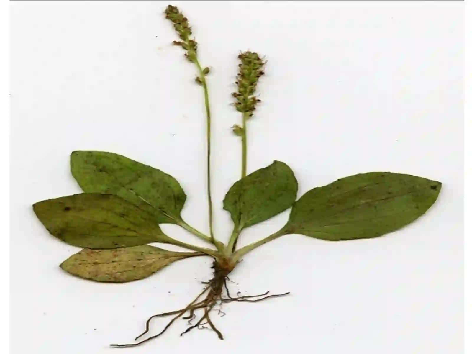 Kattazubturum(Plantagomajor L) o'simligi urug'larini laboratoriya taxlili 4