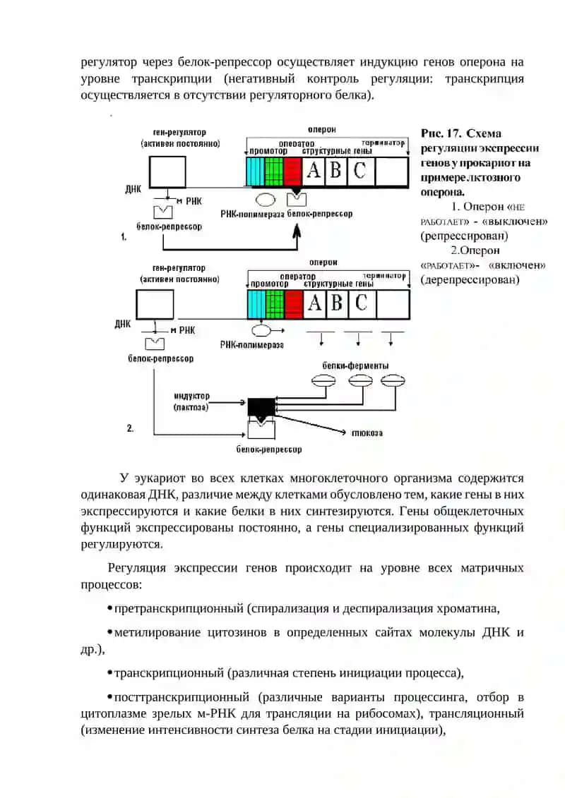 Регуляция генов у бактерий и эукариот 4