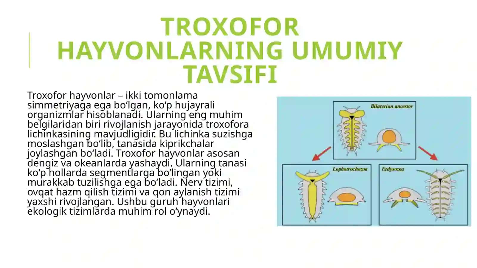 Troxofor hayvonlar (Trochozoa) ning umumiy ta'rifi. Halqali chuvalchanglar (Annelida) 4