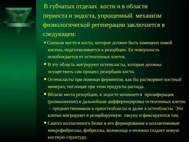 Физиологическая и репаративная регенерация костной ткани 4