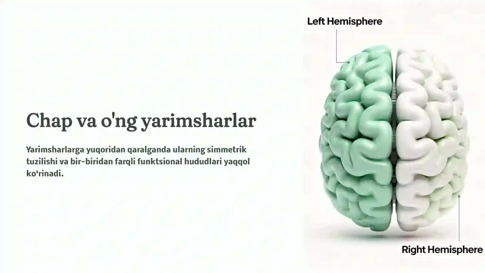 Bosh miya katta yarimsharlarining tuzilishi 4
