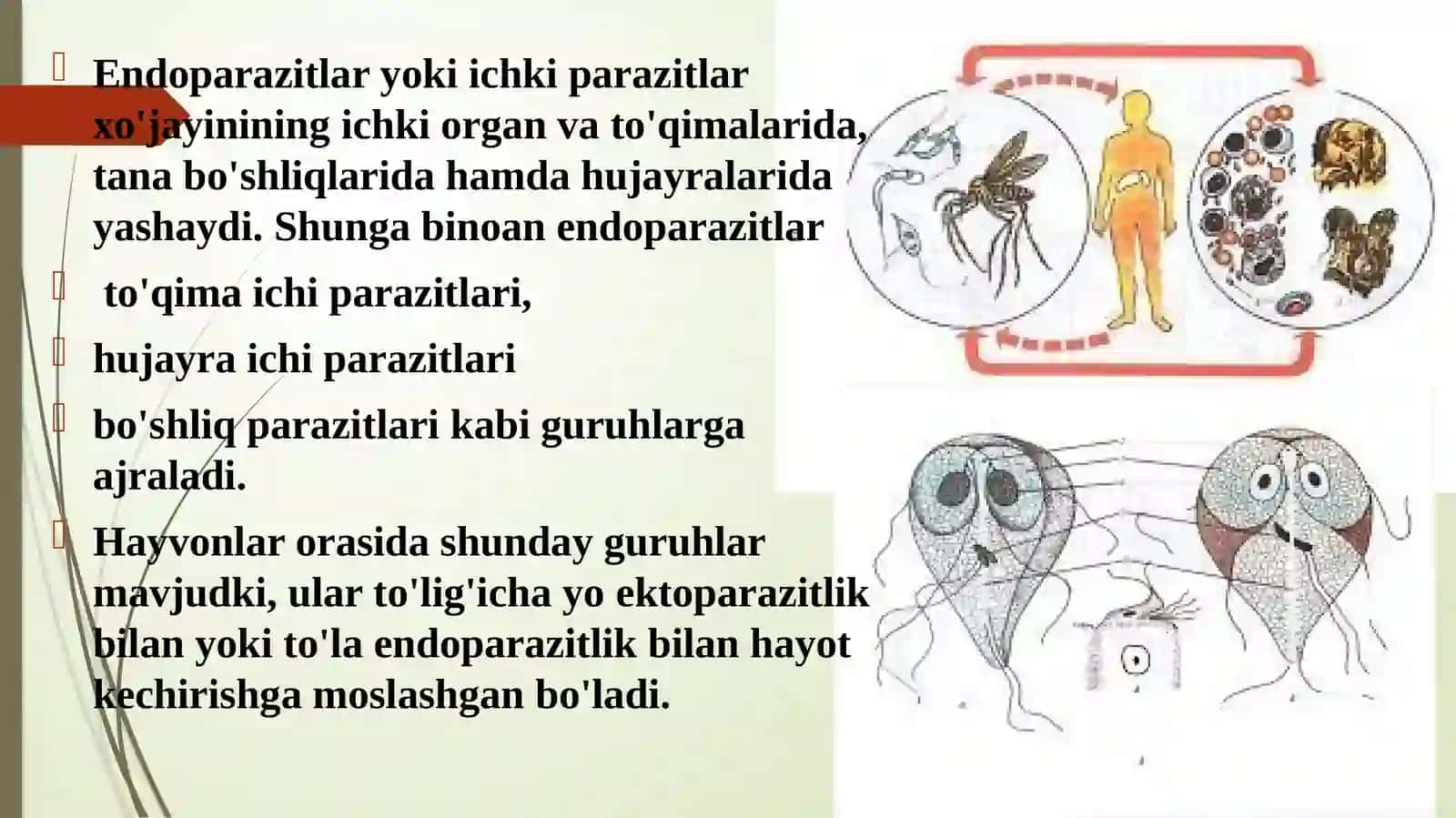 DOIMIY (STASIONAR) PARAZITIZM. PARAZITLARNI XO’JAYINLARIGA, XO’JAYINLARNI PARAZITLARGA TA’SIRI 4