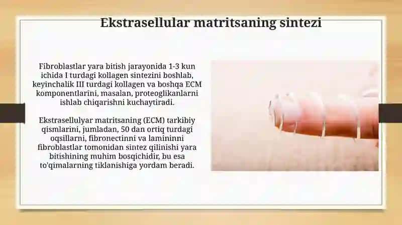 Fibroblastlarning jarohatning bitishi va chandiq xosil bo'lishidagi roli 4