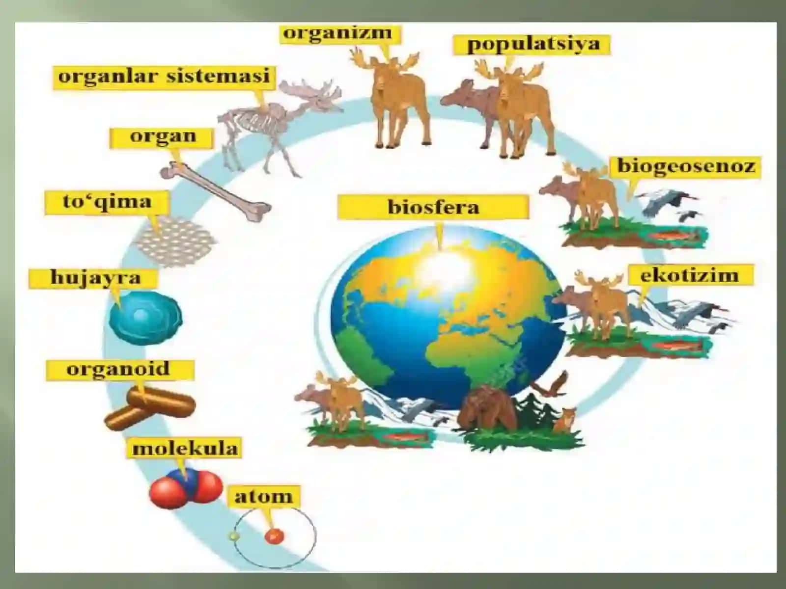 BIOLOGIYA - HAYOTHAQIDAGIFAN 4