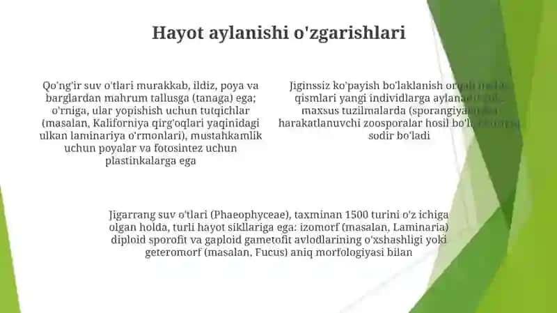 Jigarrang suv o'tlari tuzilishi va morfologiyasi 4