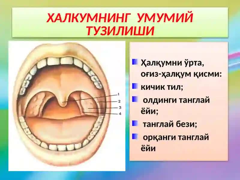ХАЛКУМНИКЛИНИК АНАТОМИЯСИ 4