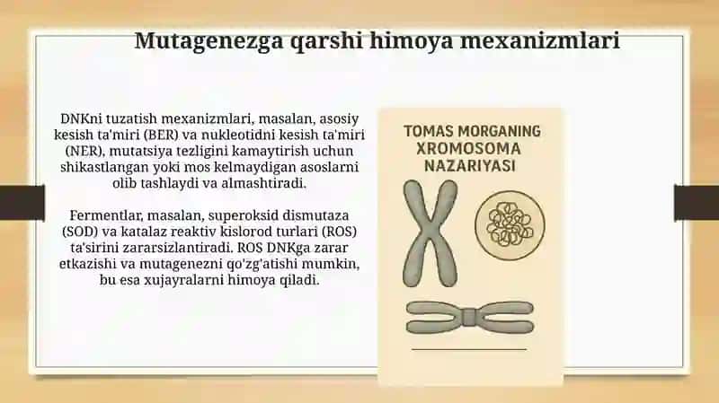 Organizmning mutagen ta'siriga chidamliligi.Tomas Morganning xromosoma nazariyasi.Jins genetikasi 4