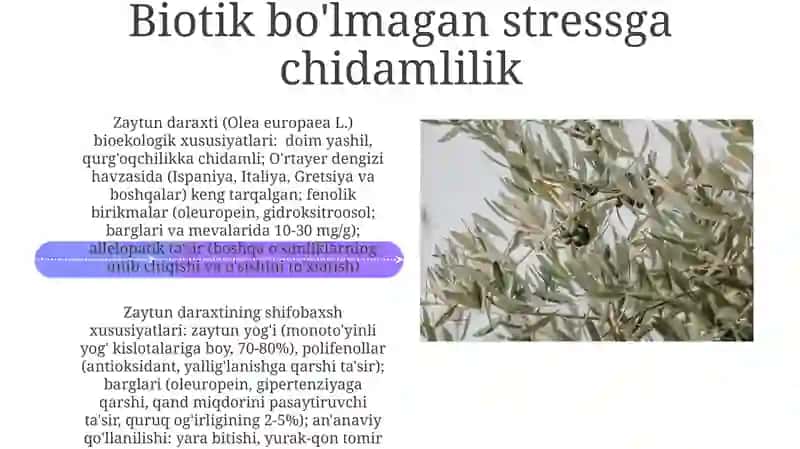 Zaytun daraxti bioekologik xususiyatlari va dorivorlik xususiyatlari 4