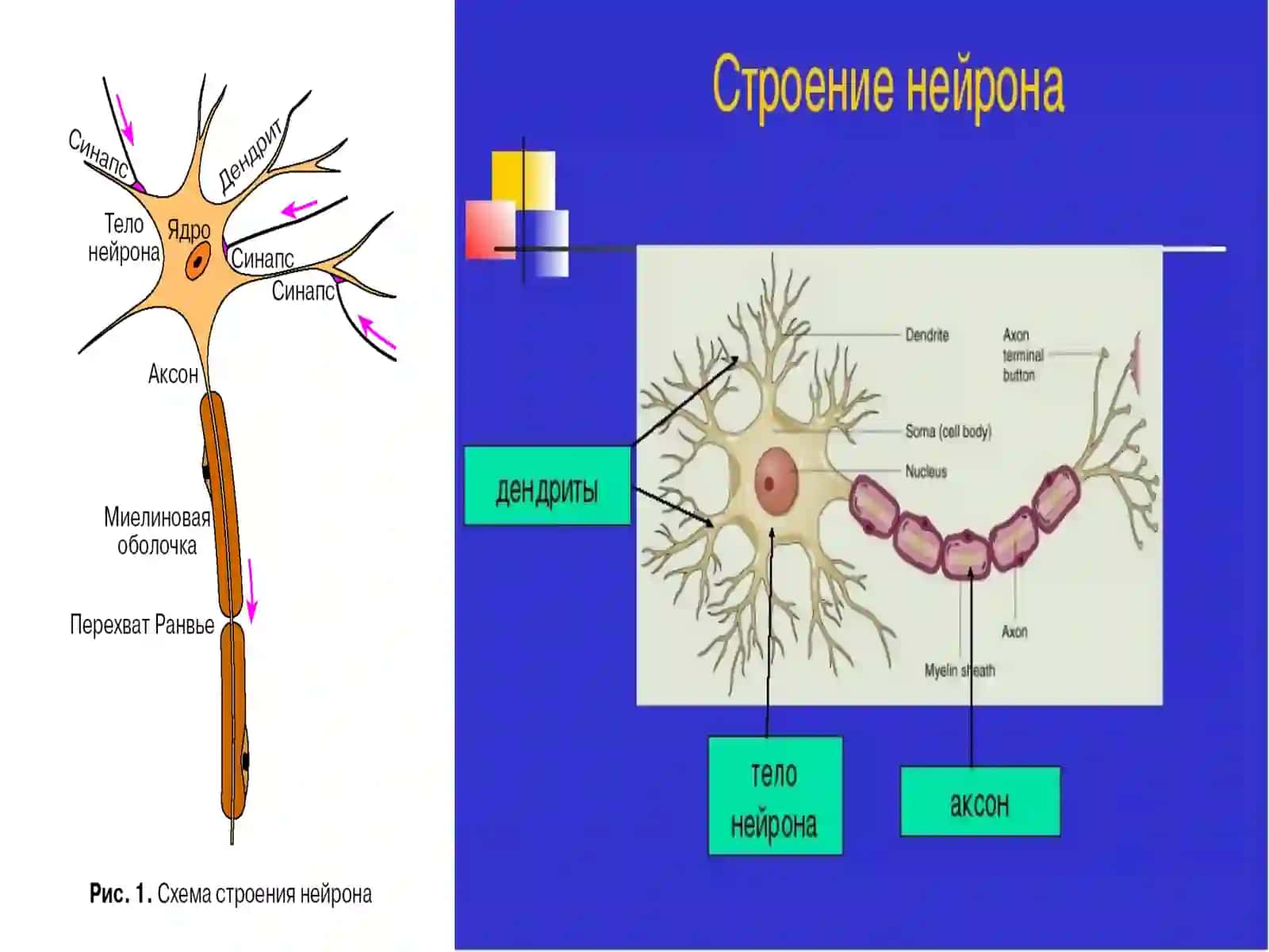 Синапс ва синаптик жараёнлар 4