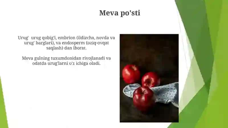 Uruğ va mevaning tuzilishi 4