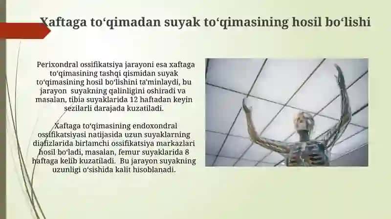 Skelet suyaklarning rentgenanatomiyasi.Skeletni rivojlanish anamiliyasi 4