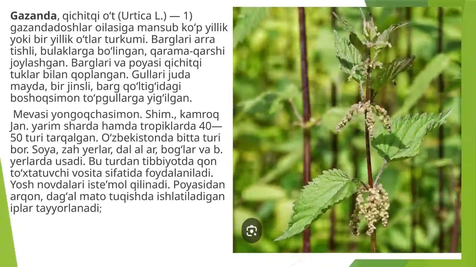 IKKI UYLI GAZANDA (KRAPIVA DVUDOMNAYA)URTICA DIOICAL O’SIMLIGI URUG’CHILIGI VA KO’CHATCHILIGI 4