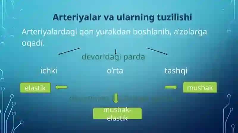 Arteriyalartaraqqiyoti, gistologik tuzilishi. Venalarturlariva tuzilishi 4