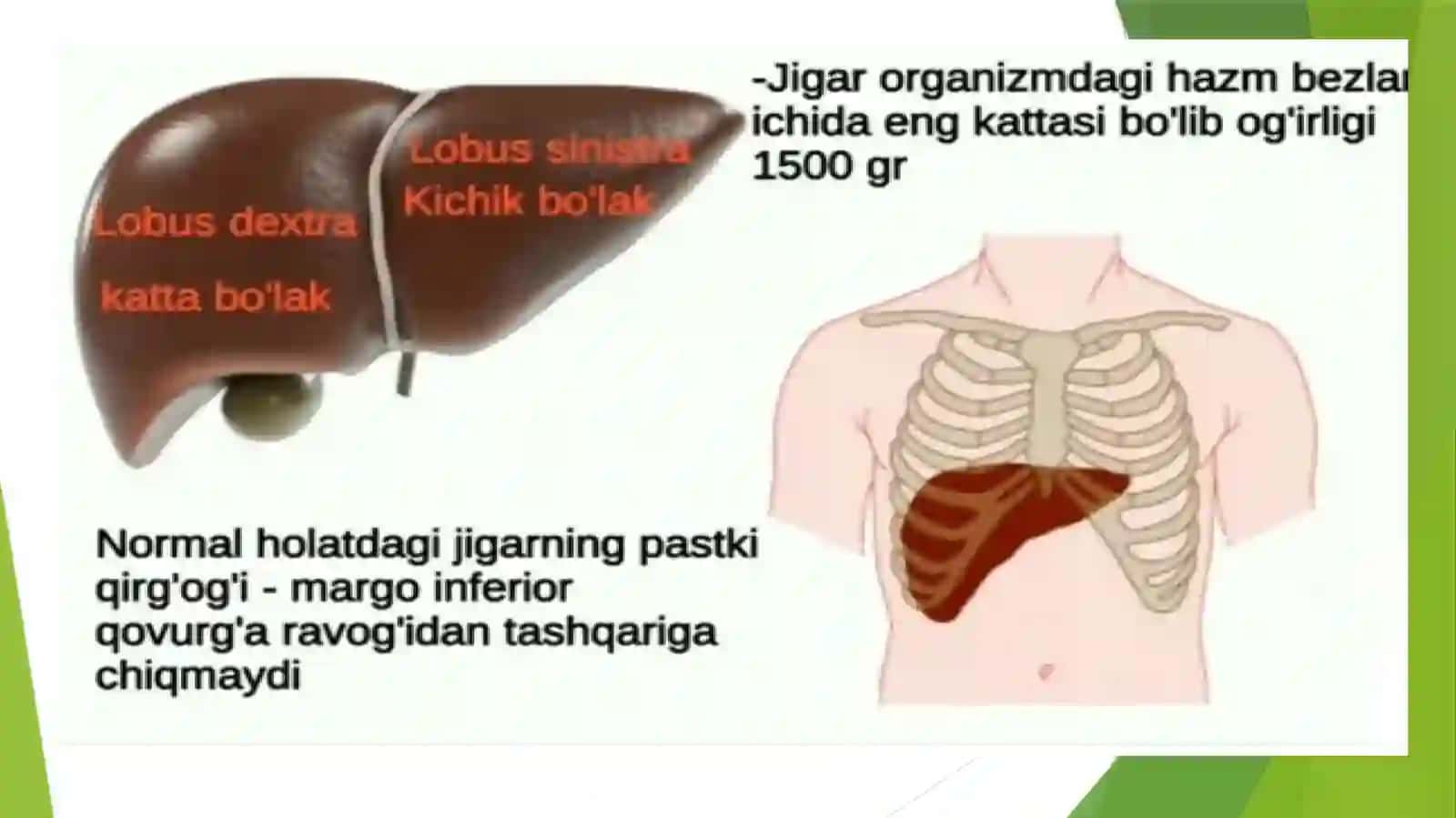 Ovqat hazm qilish tizimi. Jigar fiziologiyasi 4