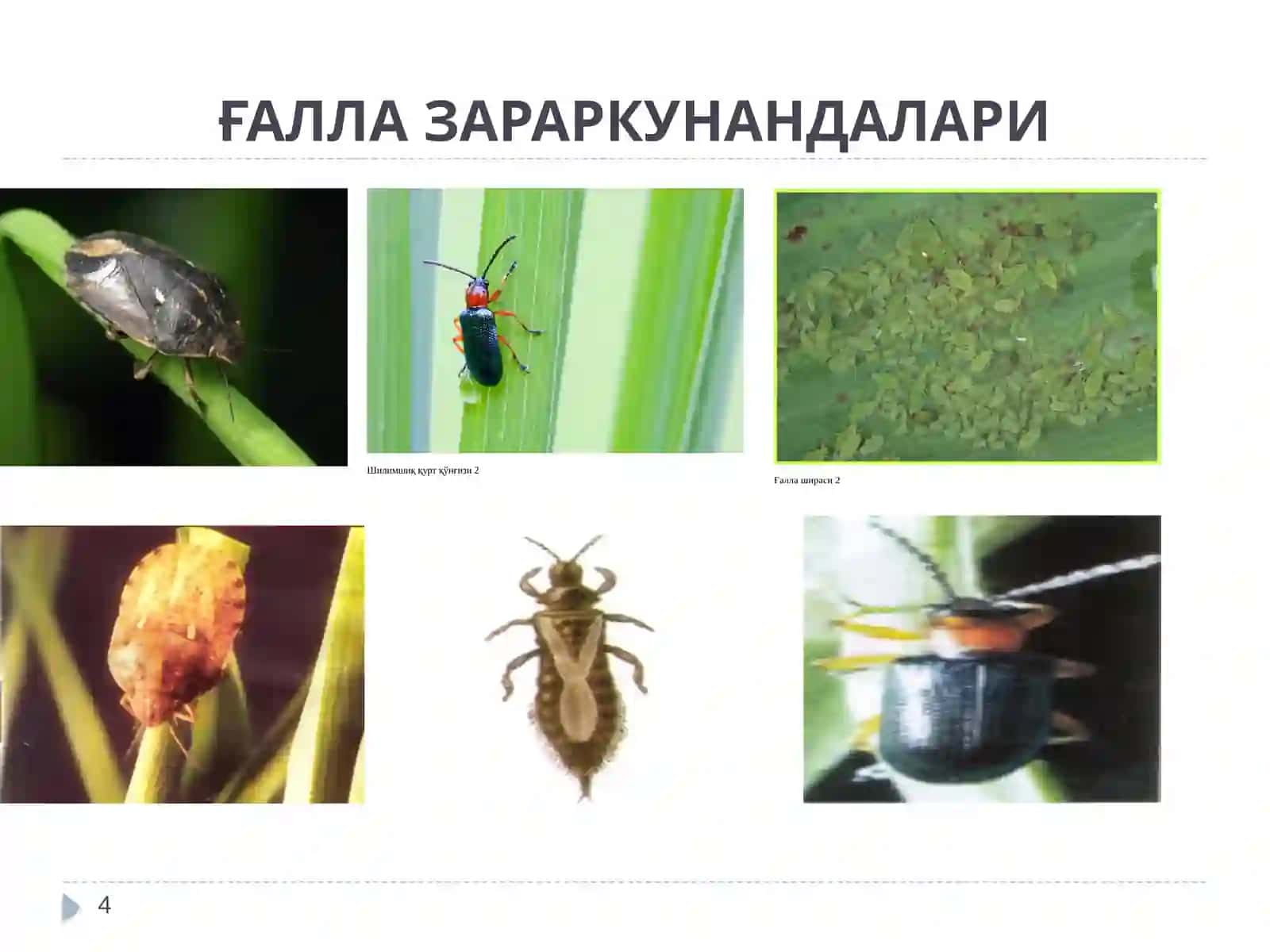 Бошоқли дон екинлари зараркунандалари ва уларга қарши кураш чоралари 4