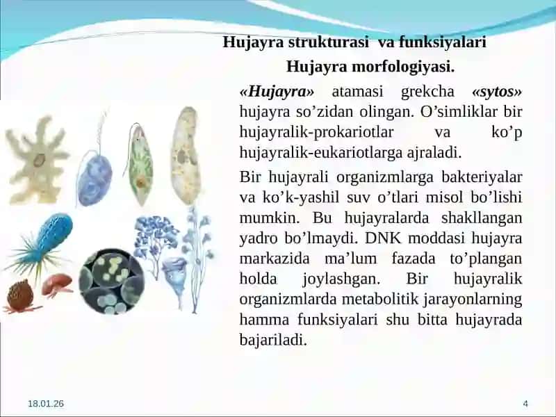 O’simlik hujayrasining fiziologiyasi 4