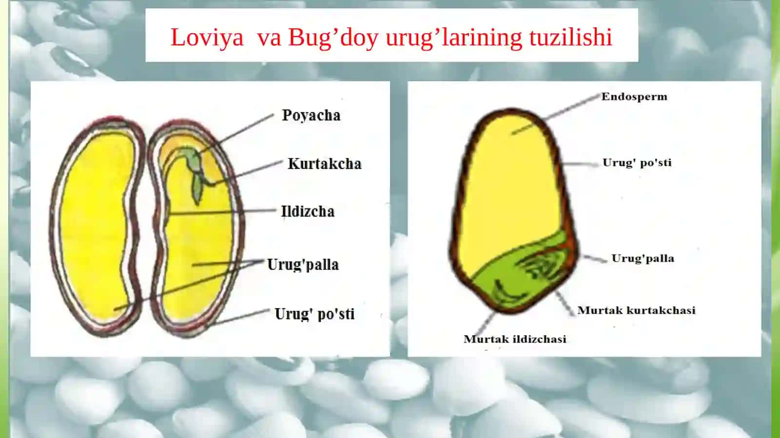 Ko‘k-yashil va qizil suvo‘tlari bo‘limi 4