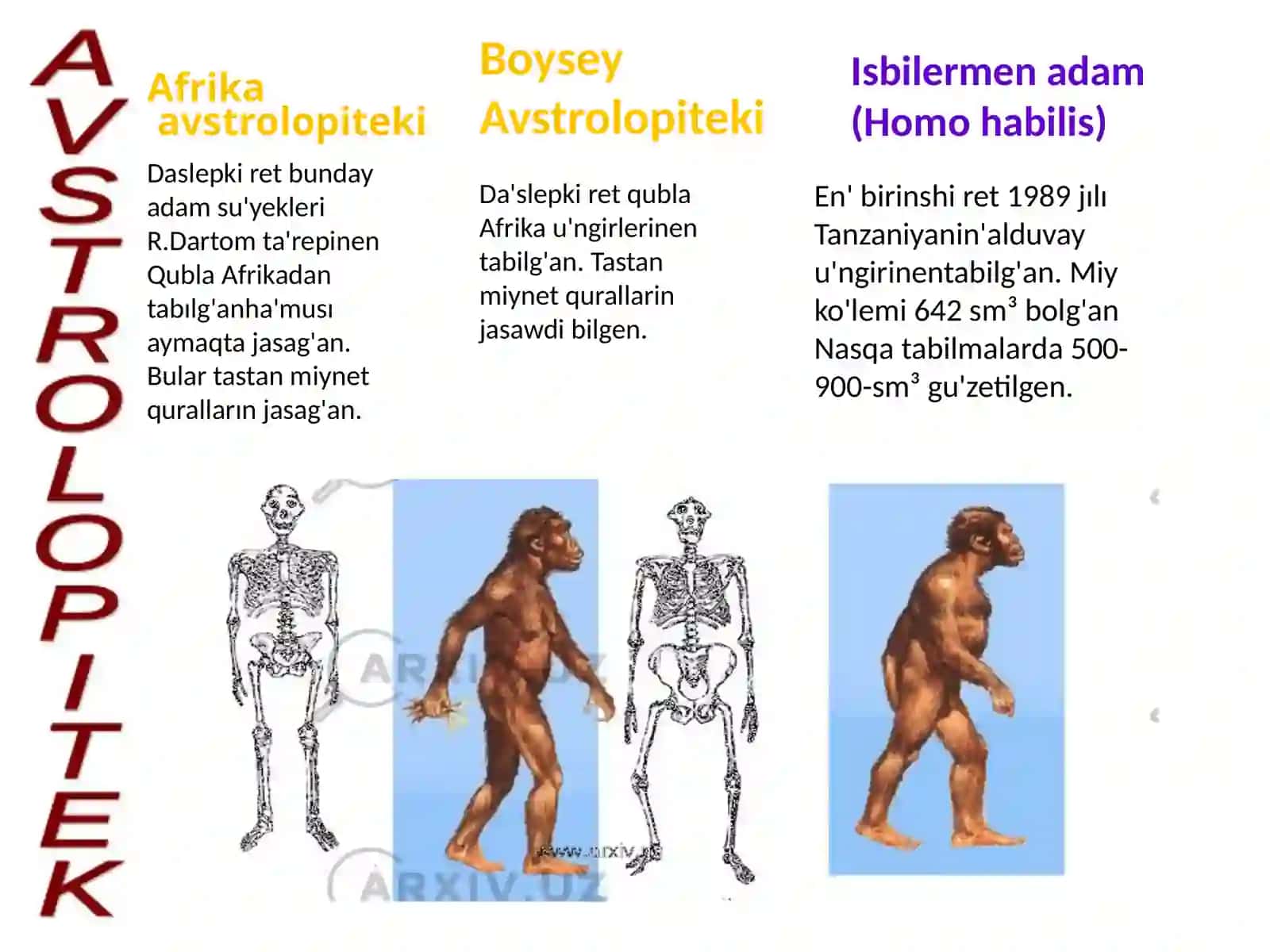 Avstrolopitekler Haqida Tushinik 4