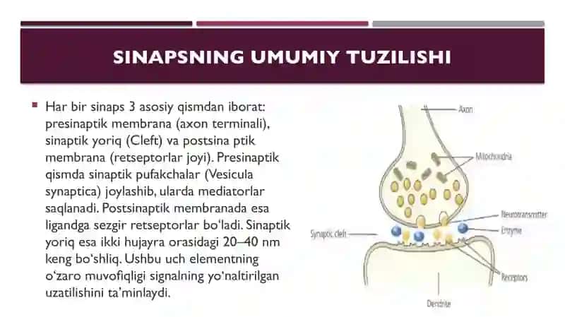 Sinapslarning tuzilishi va ishlash mexanizmlari 4