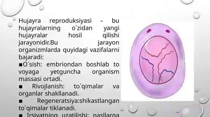 Hujayra reproduksiyasi. Meyoz 4