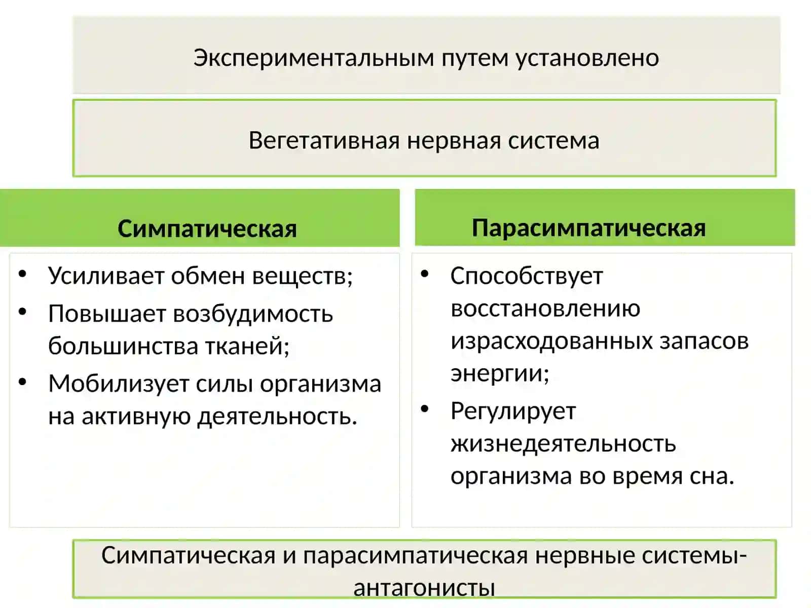 Отделы нервной системы 4