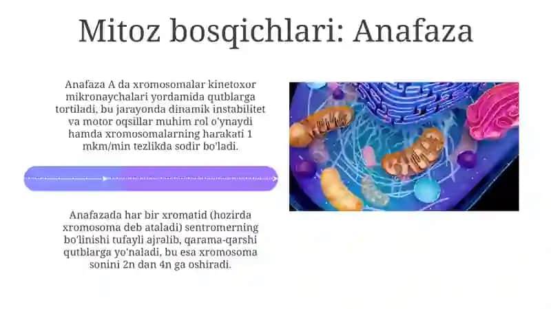 Hujayra proliferatsiyasi.Hujayraning mitotik sikli.Mitoz va meyozning patologiyasi 4