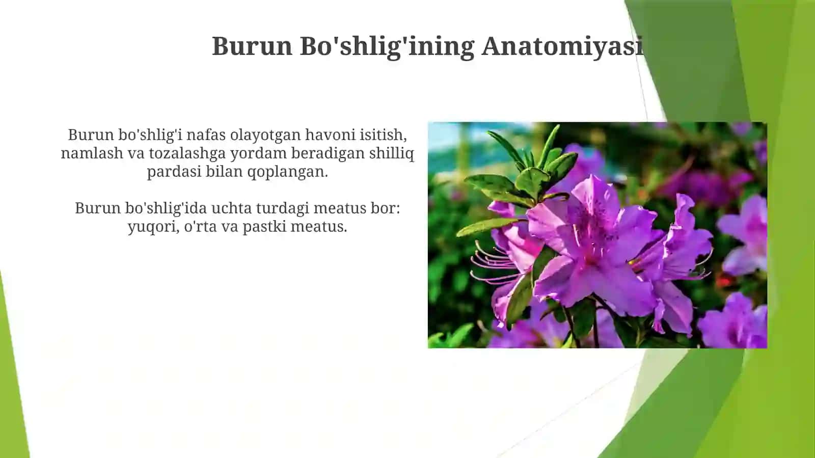 Burun bo'shlig'i anatomiyasining klinik ahamiyati 4