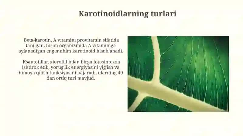 Karotinoidlar: fotosintez va inson ovqatlanishidagi roli 4