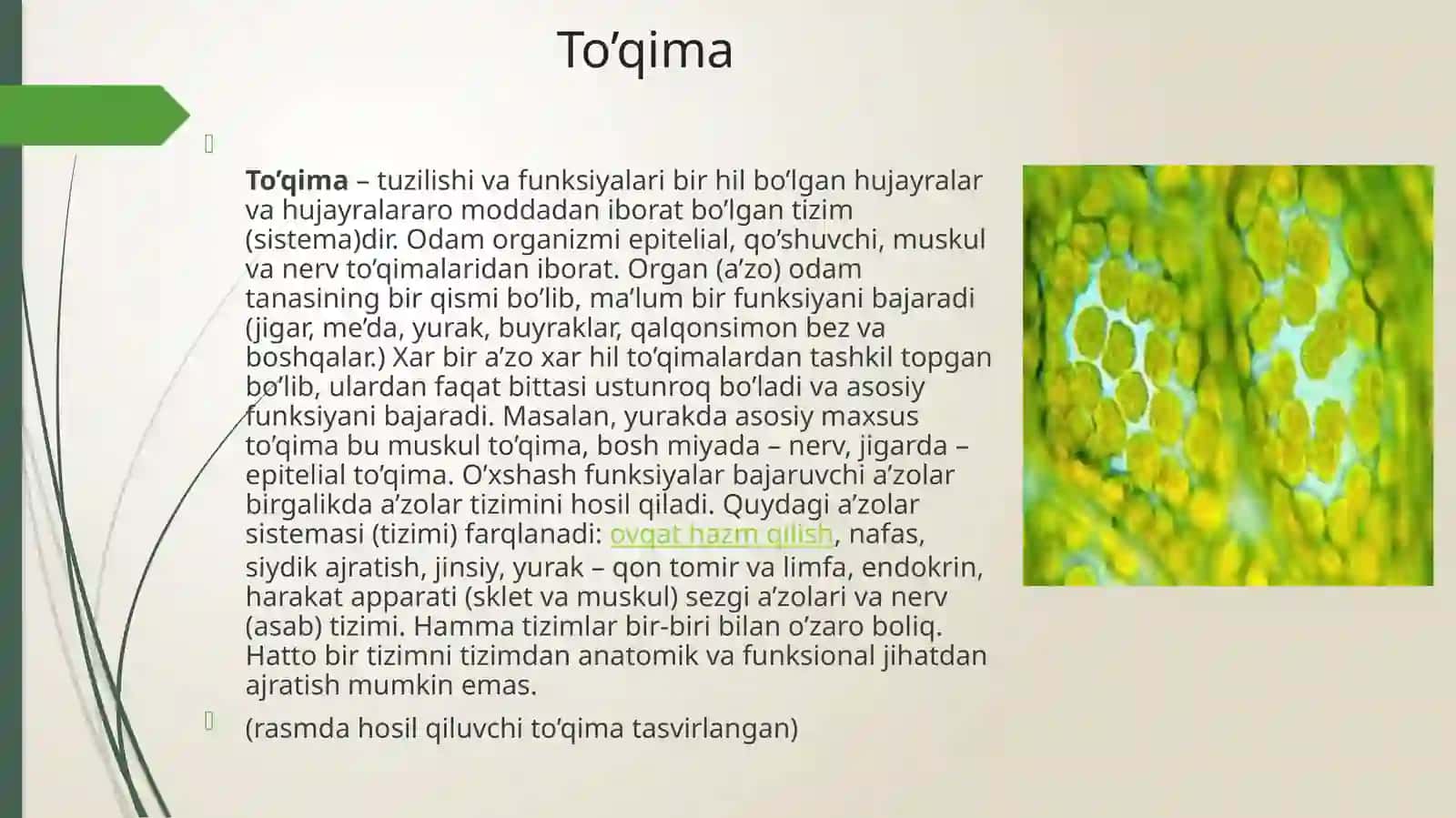 Hujayra va to’qima fizologiyasi 4