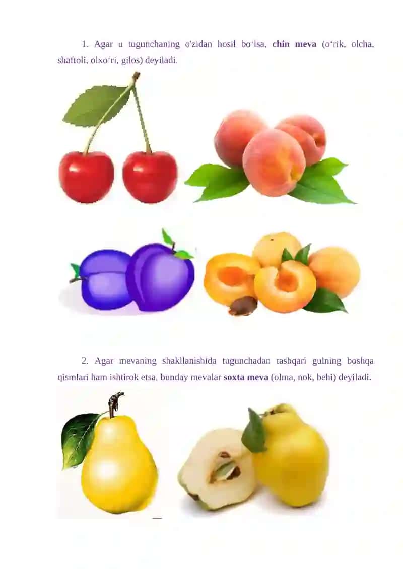 6-SINLAR UCHUN BIOLOGIYA FANIDAN “MEVALAR” MAVZUSIDA TAYYORLAGAN 4