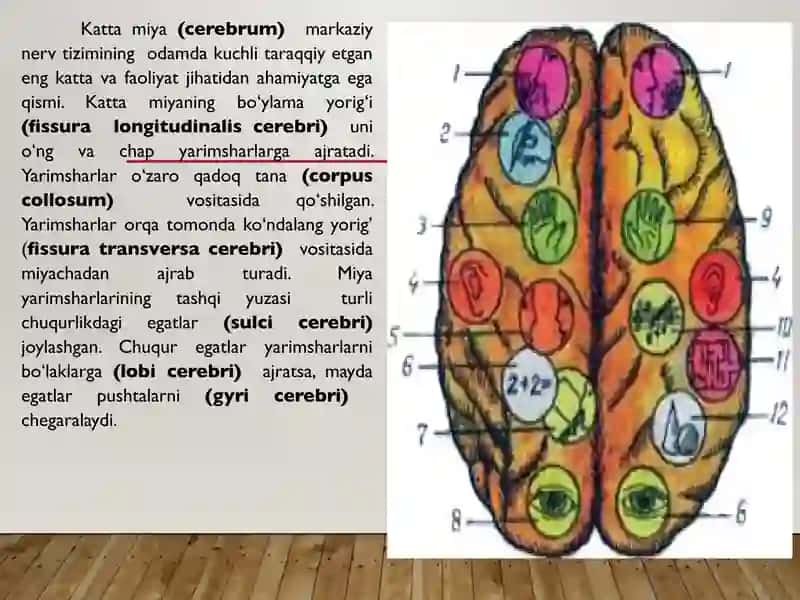 Bosh miya yarim sharlari poʻstlogʻi fiziologiyasi 4
