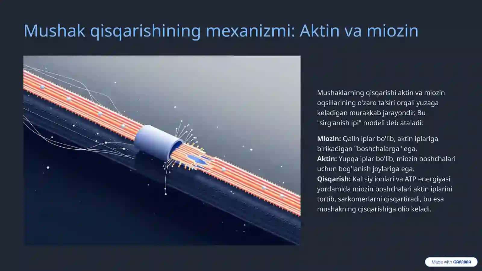 Mushaklar fiziologiyasi: Keng qamrovli tushuncha 4