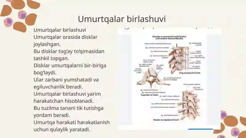 Birlashuvlar umurtqa birlashuvi umurtqa pog'onasi 4