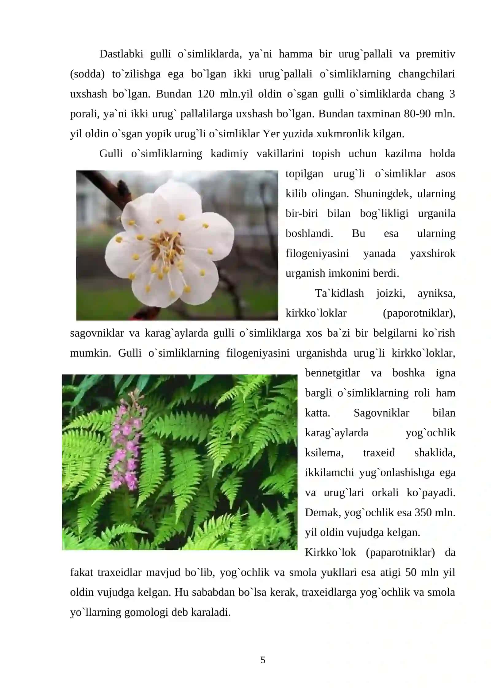 Yalpizdoshlar oilasi, tur tarkibi, biologiyasi va ekologiyasi 4