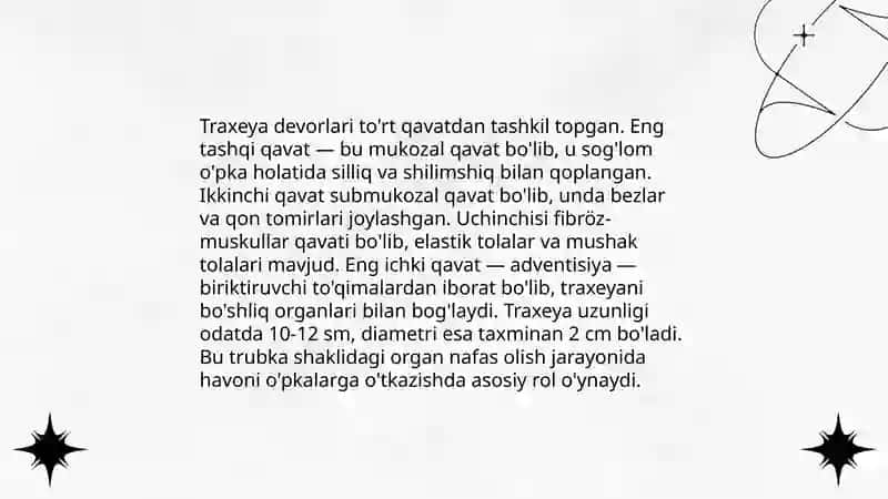 Traxeya va bronxlar anatomiyasi va fiziologiyasi 4