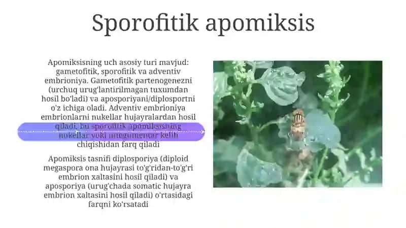 Apomiksis klasifikatsiyasi 4