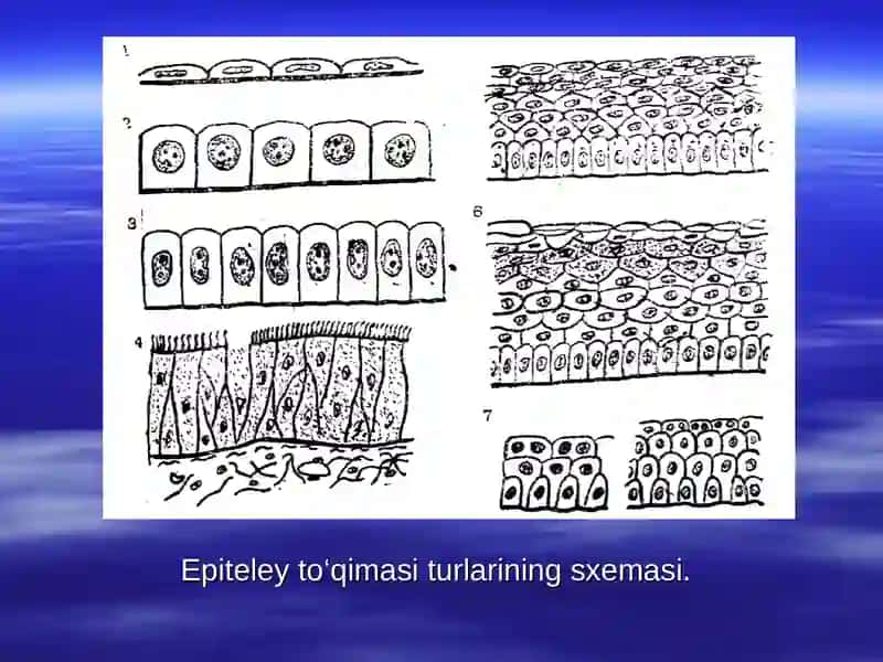 Epiteliy toʻqimaning funksiyalari 4