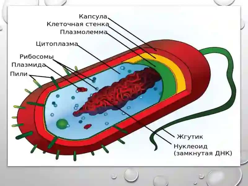 Ҳаётнинг хужайравий асослари. Умумий генетика асослари 4