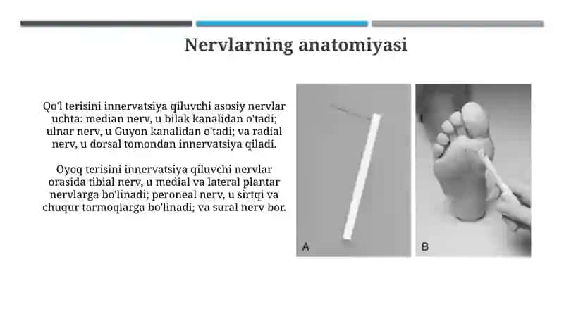 Qo'l va oyoq terisining innervatsiyasi 4