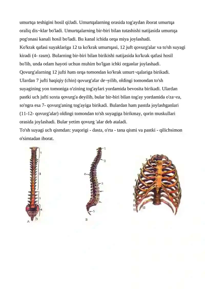 Tayanch-harakatlanish sistemasining tuzilishi 4