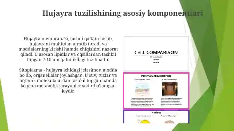 Osimlik va hayvon hujayralarining tuzilishi 4