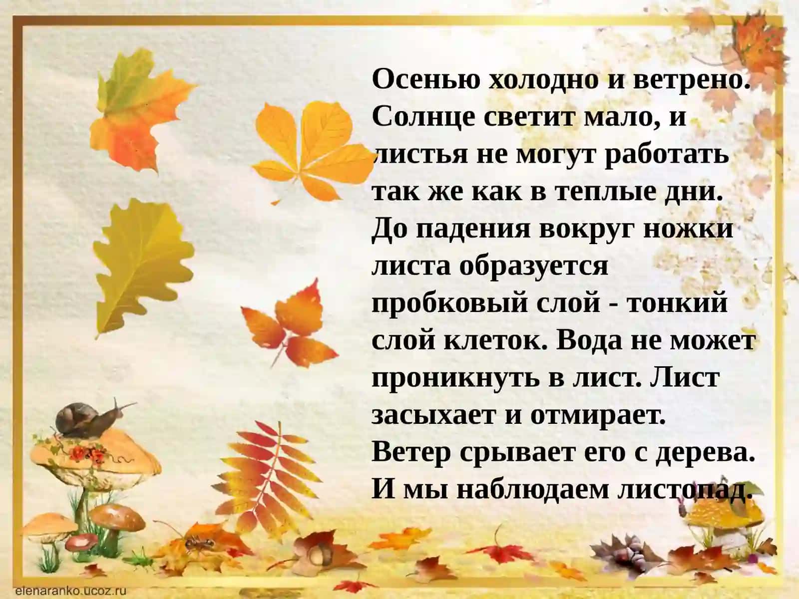 Осенние деревья 4