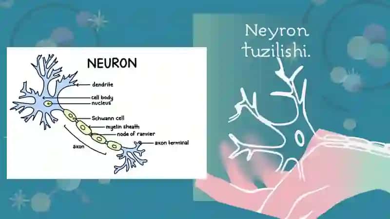 NERV TOLALARI FIZIOLOGIYASI.SINAPSLAR FIZIOLOGIYASI 4