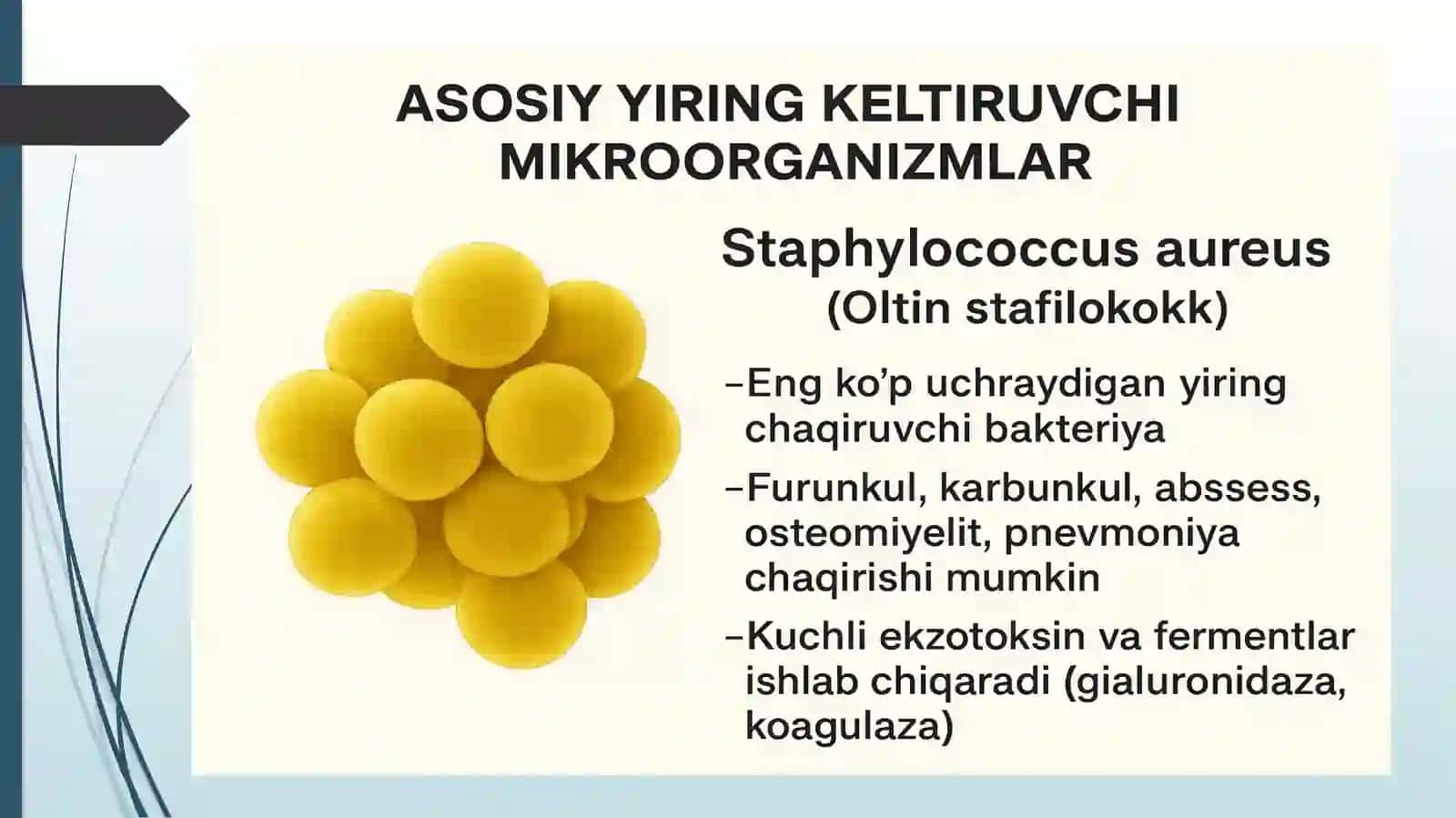 Yiringli yalig‘lanish kasaliklarni keltirib chiqaruvchi mikroorganizmlar 4