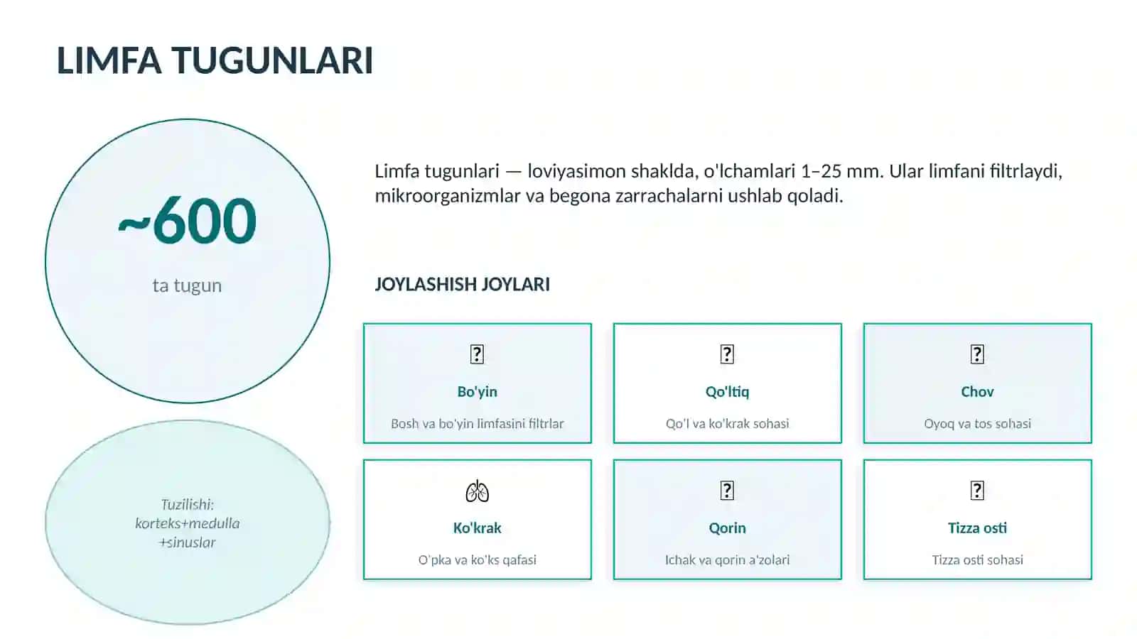 Anatomiya va Fiziologiya: LIMFA SISTEMASI 4