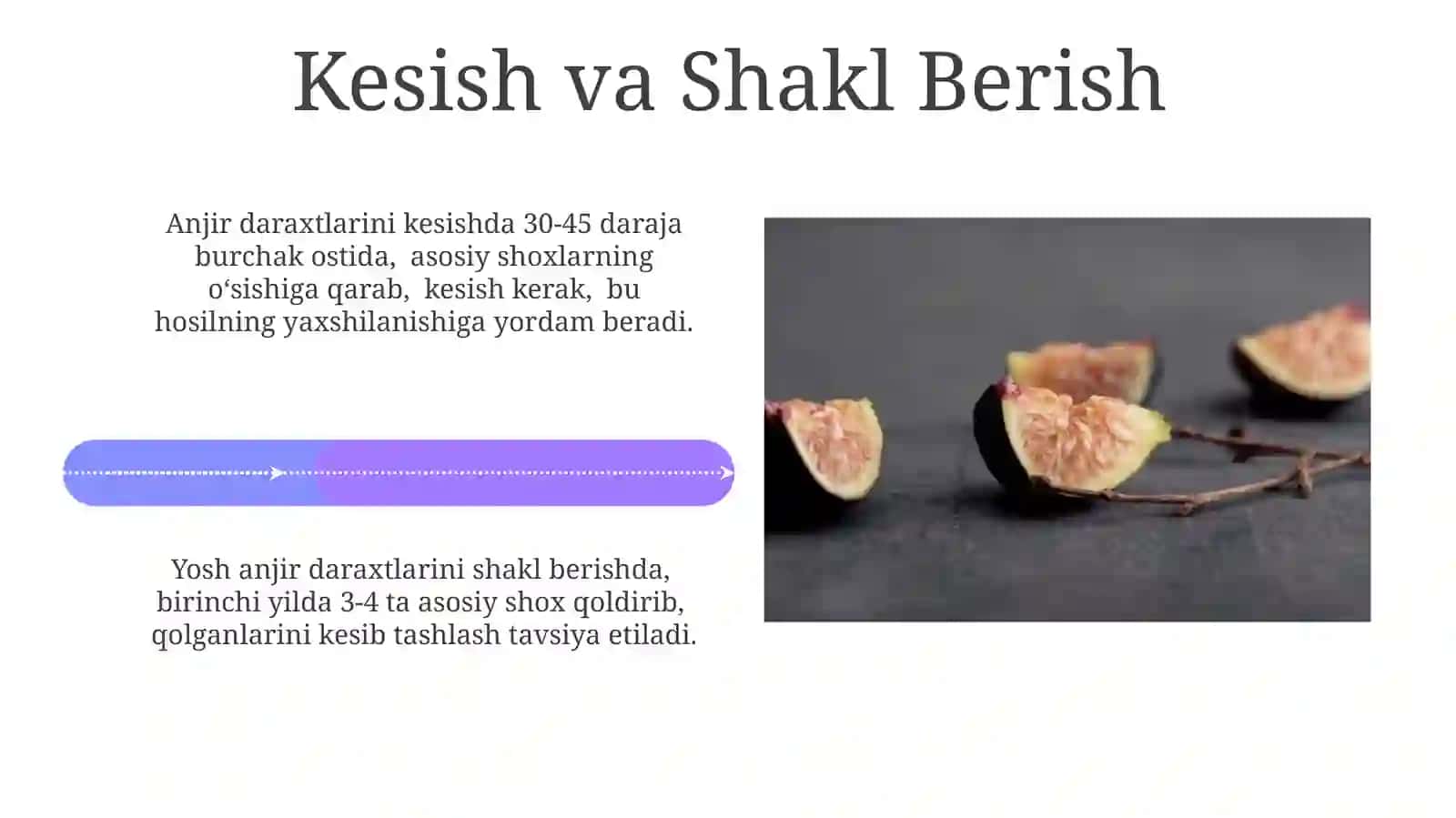 Anjir kochatini yetishtirish texnologiyasi 4